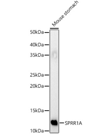 SPRR1A Rabbit Polyclonal Antibody