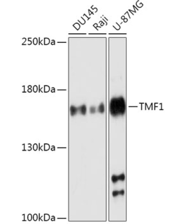 TMF1 Rabbit Polyclonal Antibody