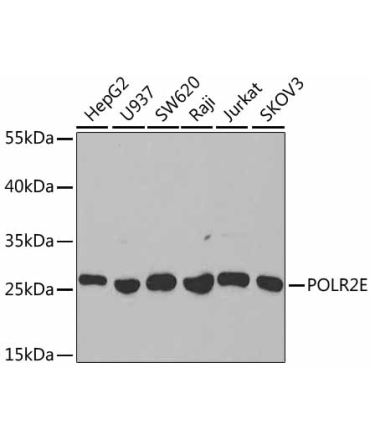 POLR2E Rabbit Polyclonal Antibody