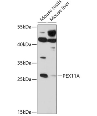 PEX11A Rabbit Polyclonal Antibody