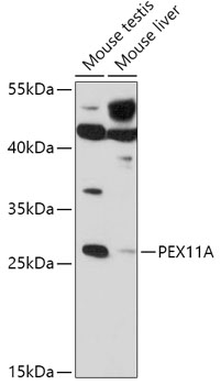 PEX11A Rabbit Polyclonal Antibody