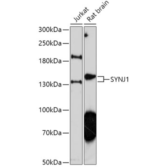 SYNJ1 Rabbit Polyclonal Antibody
