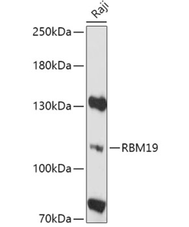 RBM19 Rabbit Polyclonal Antibody