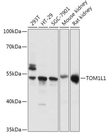 TOM1L1 Rabbit Polyclonal Antibody