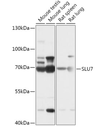 SLU7 Rabbit Polyclonal Antibody