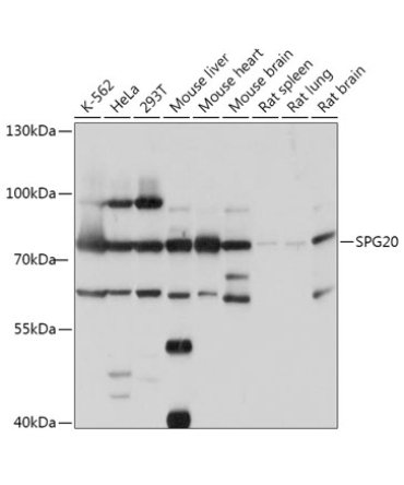 SPG20 Rabbit Polyclonal Antibody