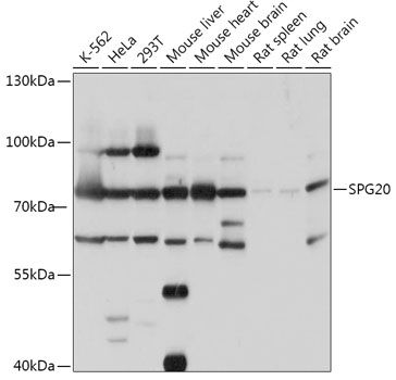 SPG20 Rabbit Polyclonal Antibody