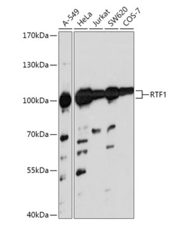 RTF1 Rabbit Polyclonal Antibody