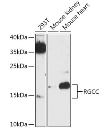 RGCC Rabbit Polyclonal Antibody