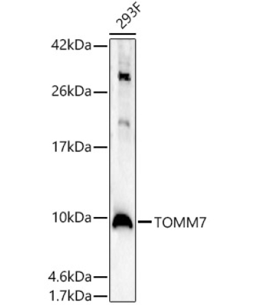 TOMM7 Rabbit Polyclonal Antibody