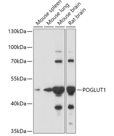 POGLUT1 Rabbit Polyclonal Antibody