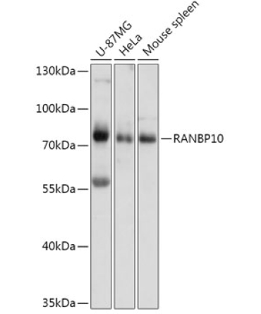 RANBP10 Rabbit Polyclonal Antibody