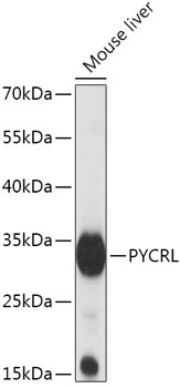 PYCRL Rabbit Polyclonal Antibody