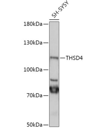 THSD4 Rabbit Polyclonal Antibody