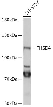 THSD4 Rabbit Polyclonal Antibody