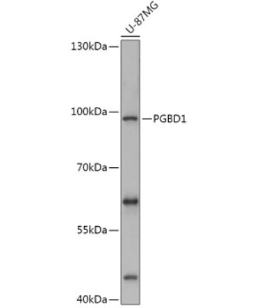 PGBD1 Rabbit Polyclonal Antibody