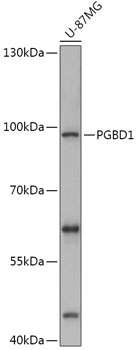 PGBD1 Rabbit Polyclonal Antibody