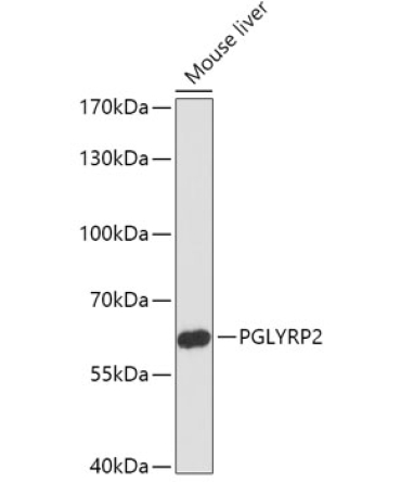 PGLYRP2 Rabbit Polyclonal Antibody
