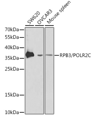 RPB3/POLR2C Rabbit Polyclonal Antibody