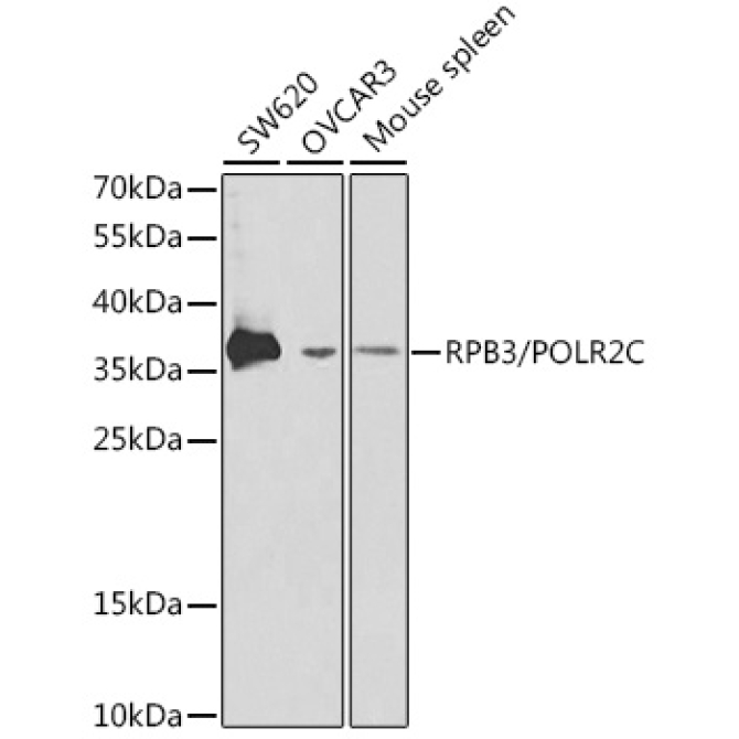 RPB3/POLR2C Rabbit Polyclonal Antibody