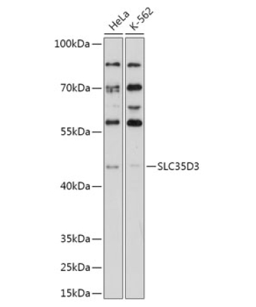 SLC35D3 Rabbit Polyclonal Antibody