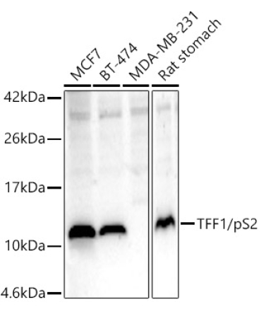 TFF1/pS2 Rabbit Polyclonal Antibody