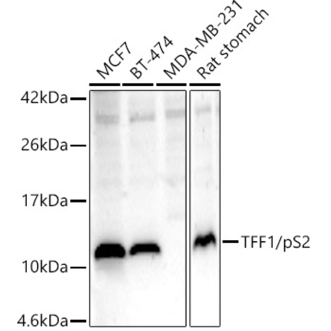 TFF1/pS2 Rabbit Polyclonal Antibody