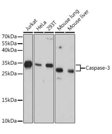 pro Caspase-3 Mouse Monoclonal Antibody