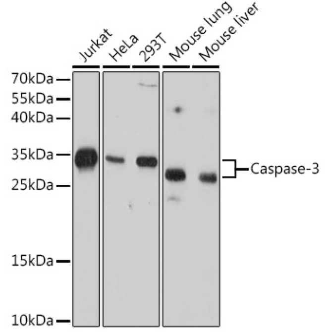 pro Caspase-3 Mouse Monoclonal Antibody