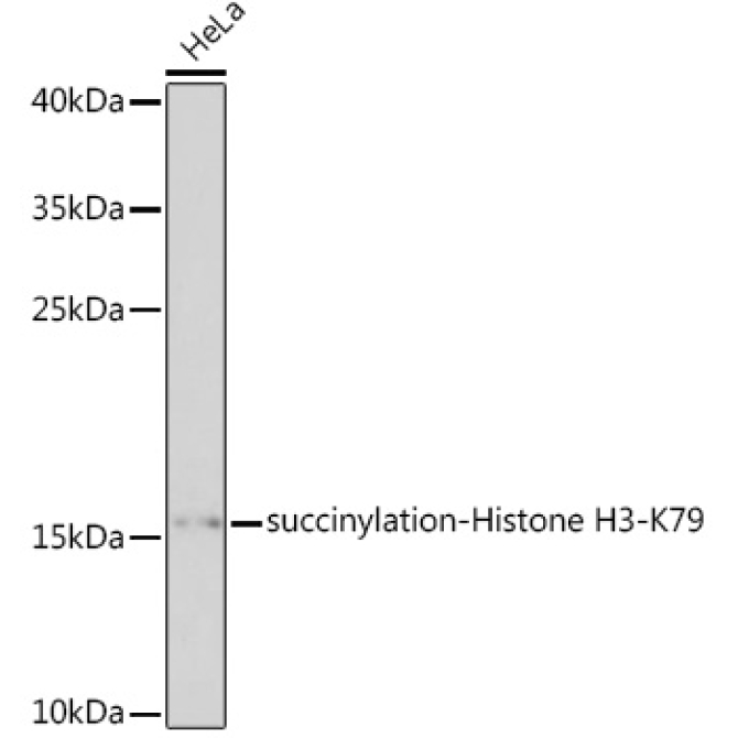succinylation-Histone H3-K79 Rabbit Polyclonal Antibody