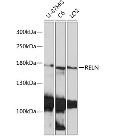 RELN Rabbit Polyclonal Antibody