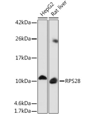 RPS28 Rabbit Polyclonal Antibody