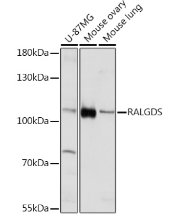 RALGDS Rabbit Polyclonal Antibody