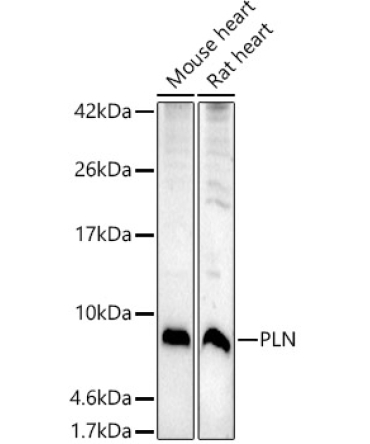 PLN Rabbit Polyclonal Antibody