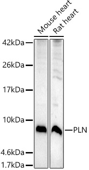 PLN Rabbit Polyclonal Antibody