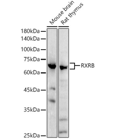 RXRB Rabbit Polyclonal Antibody