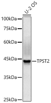 TPST2 Rabbit Polyclonal Antibody