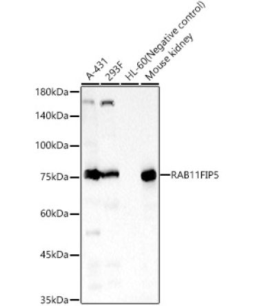 RAB11FIP5 Rabbit Polyclonal Antibody