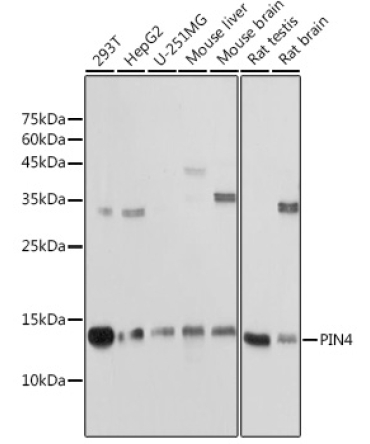 PIN4 Rabbit Polyclonal Antibody