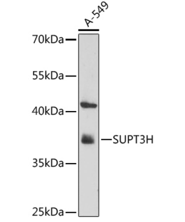 SUPT3H Rabbit Polyclonal Antibody