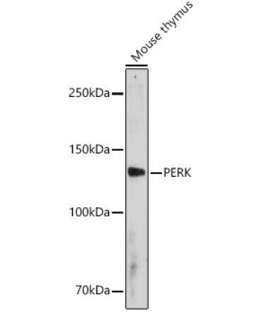 PERK Rabbit Polyclonal Antibody