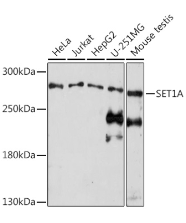 SET1A Rabbit Polyclonal Antibody