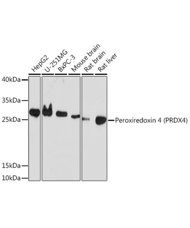 Peroxiredoxin 4 (PRDX4) Rabbit Polyclonal Antibody