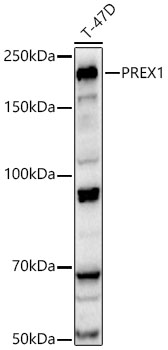 PREX1 Rabbit Polyclonal Antibody