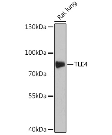 TLE4 Rabbit Polyclonal Antibody