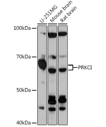 PRKCI Rabbit Polyclonal Antibody