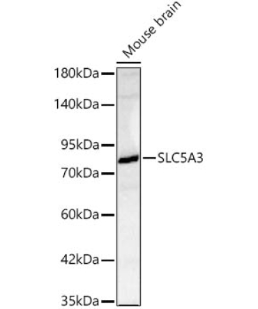 SLC5A3 Rabbit Polyclonal Antibody