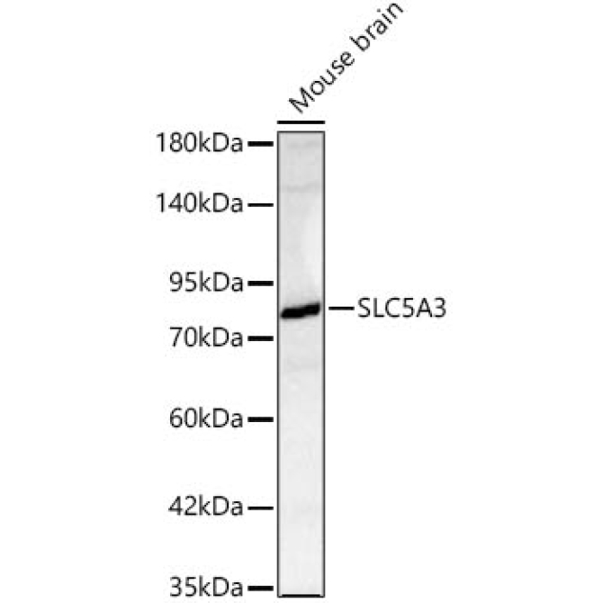SLC5A3 Rabbit Polyclonal Antibody