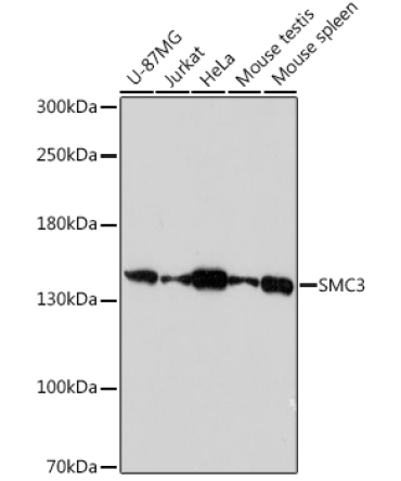 SMC3 Rabbit Polyclonal Antibody