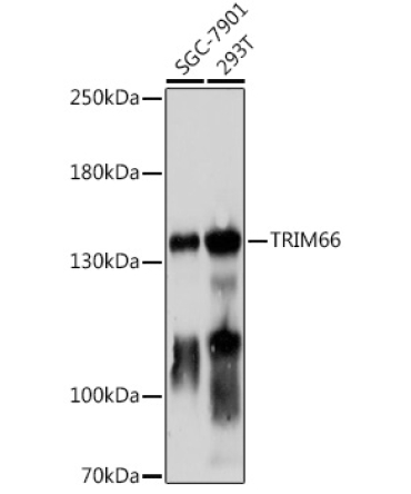 TRIM66 Rabbit Polyclonal Antibody